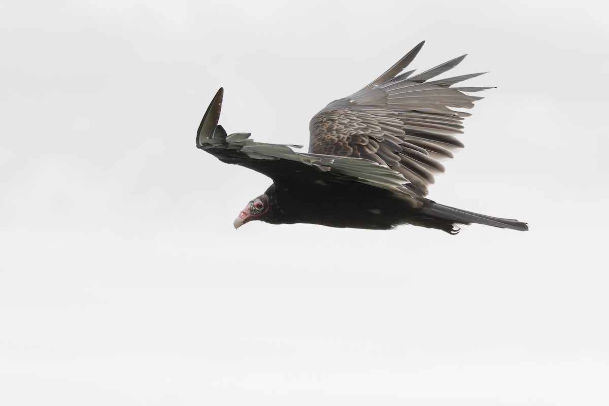 Turkey Vulture - Josh Davidson