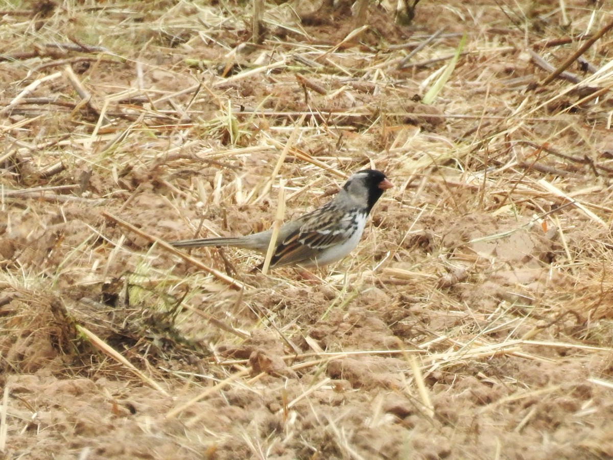 Bruant à face noire - ML603832891