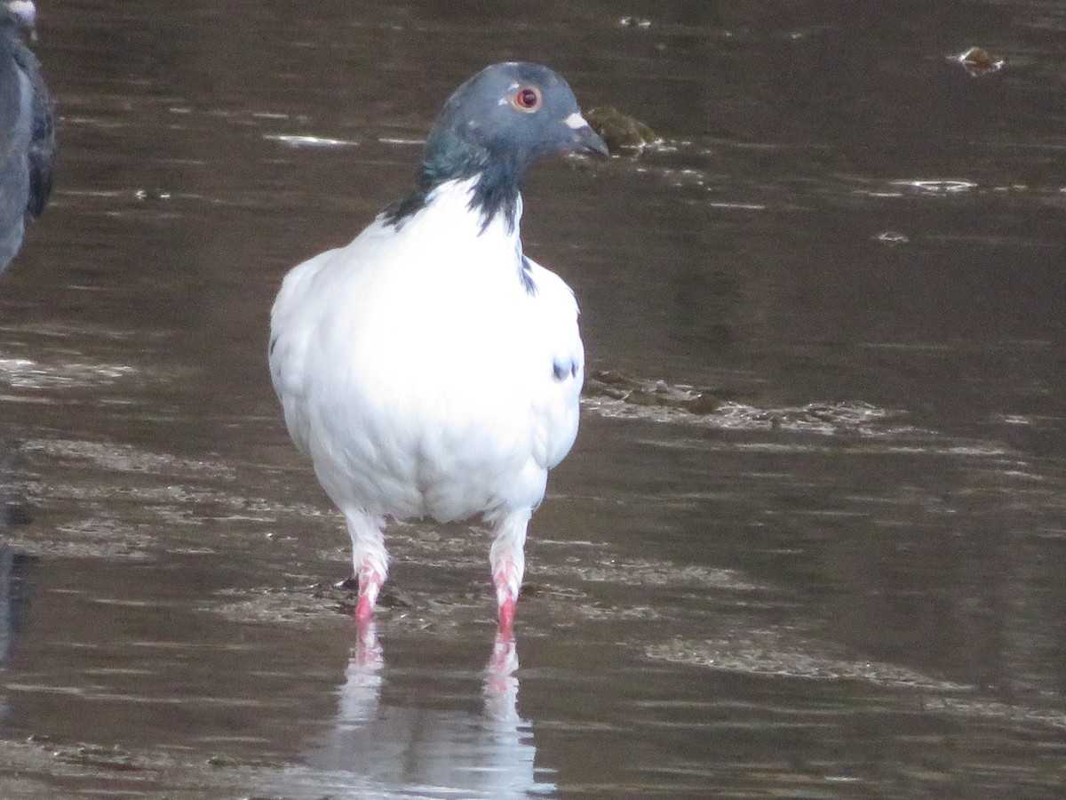 Rock Pigeon (Feral Pigeon) - ML603832901