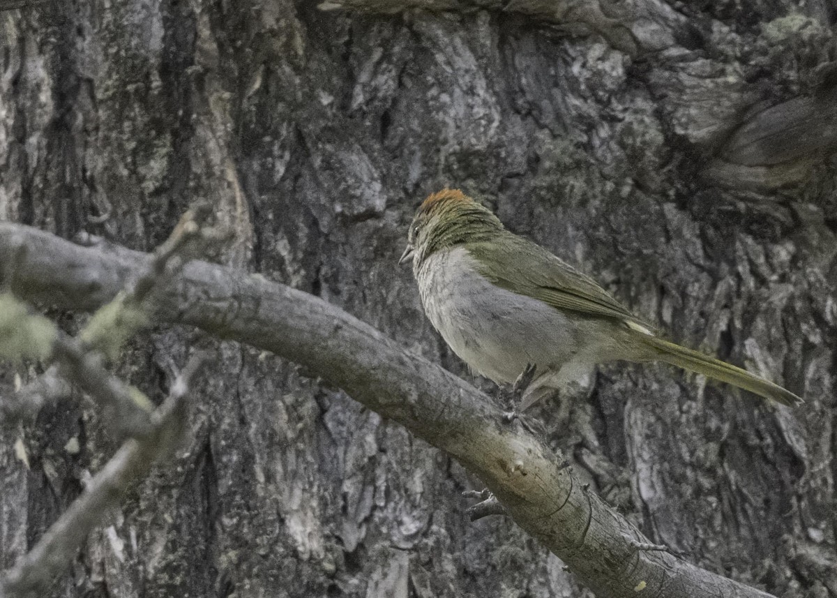 Green-tailed Towhee - ML603833481