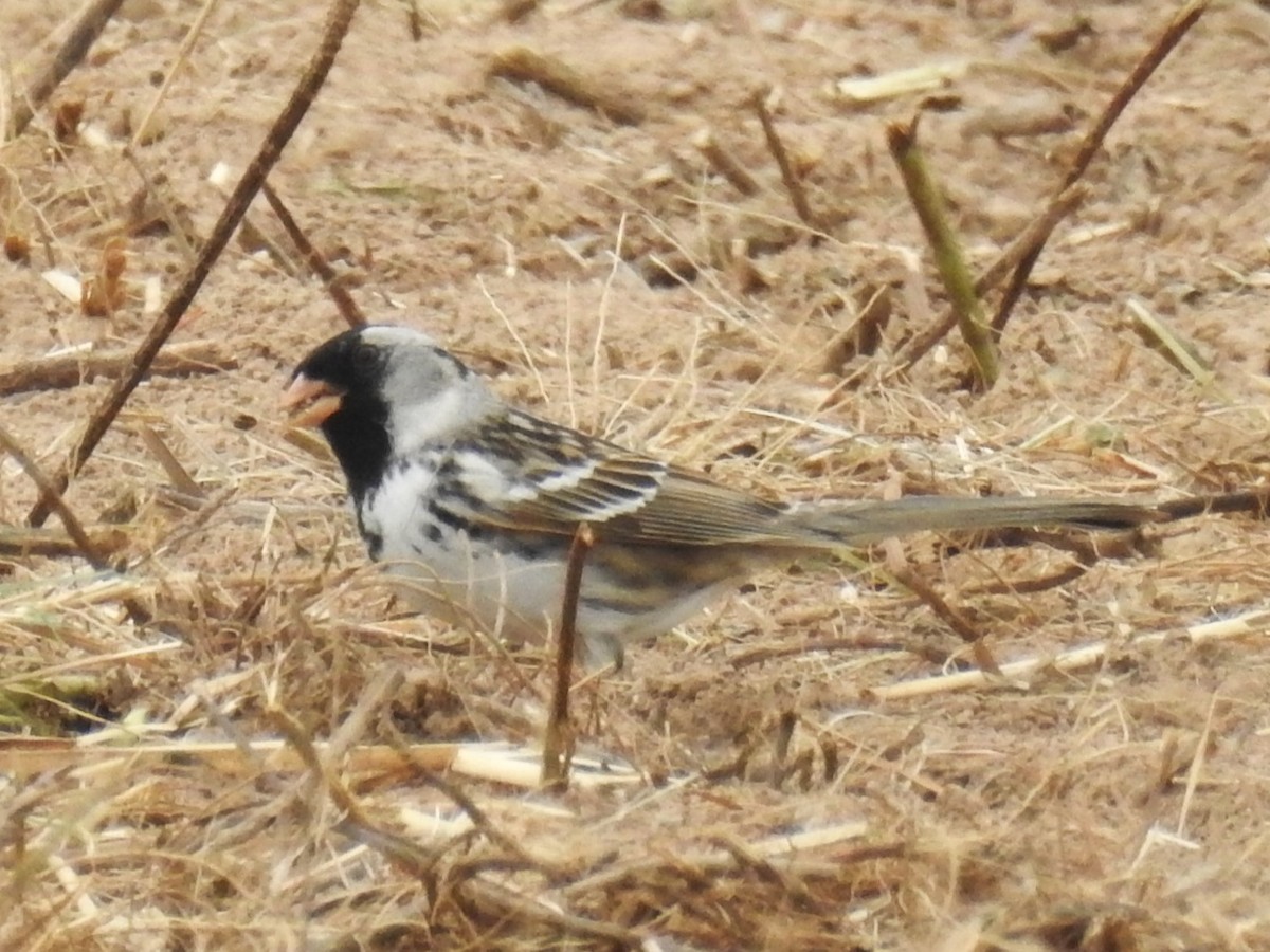 Harris's Sparrow - ML603833531