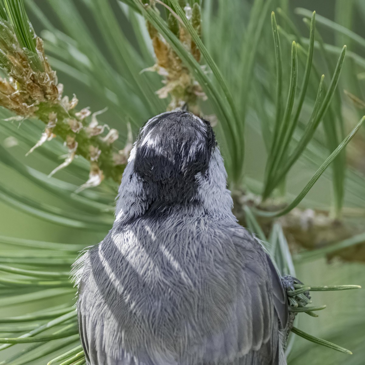 Mountain Chickadee - ML603833591