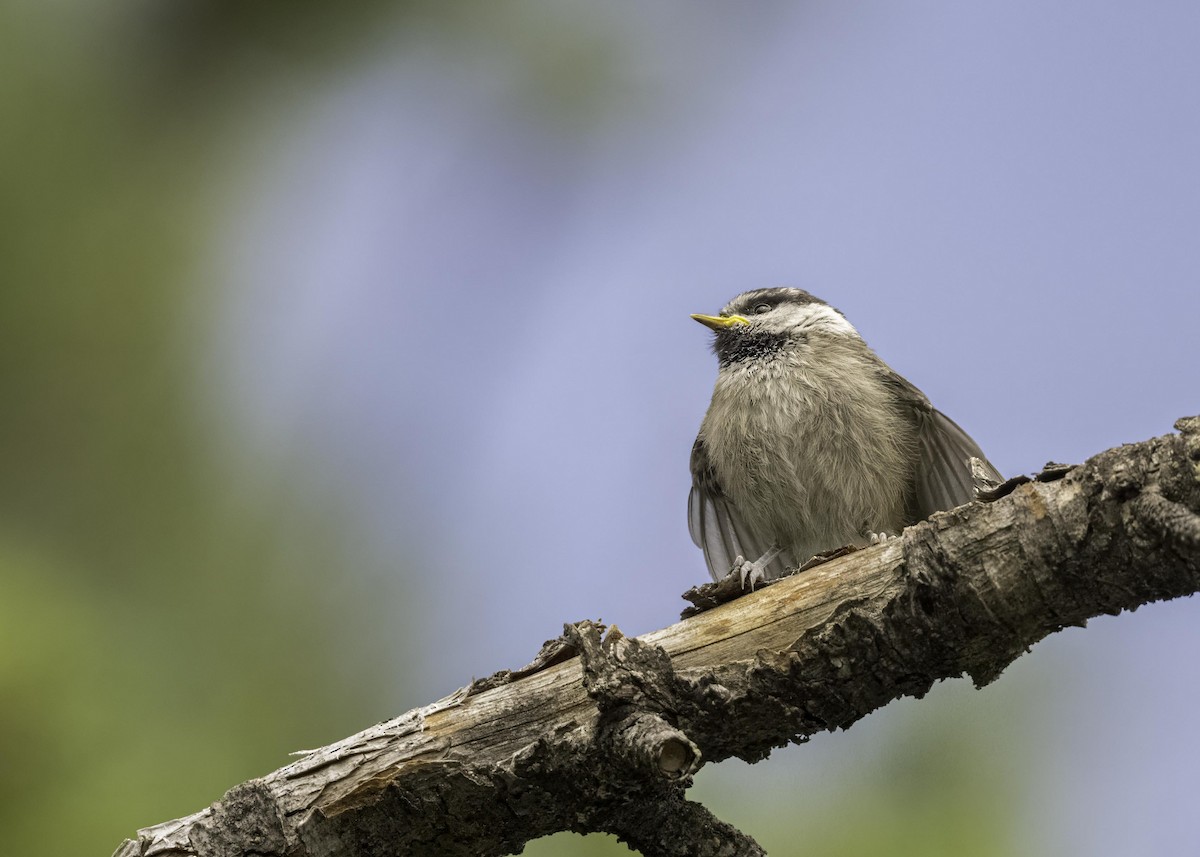 Mountain Chickadee - ML603833641