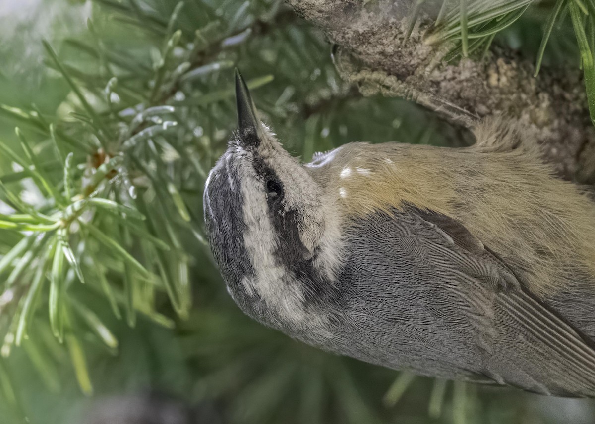 Red-breasted Nuthatch - ML603833761