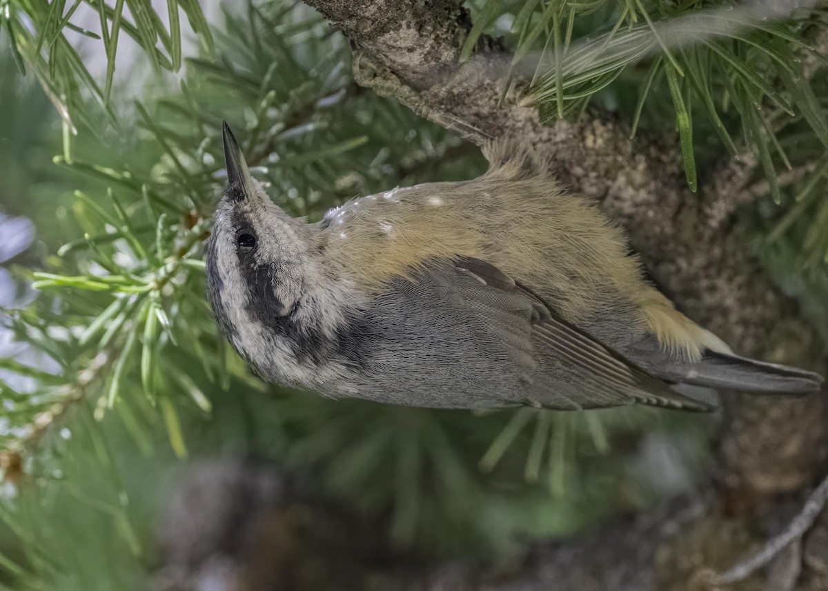 Red-breasted Nuthatch - ML603833771