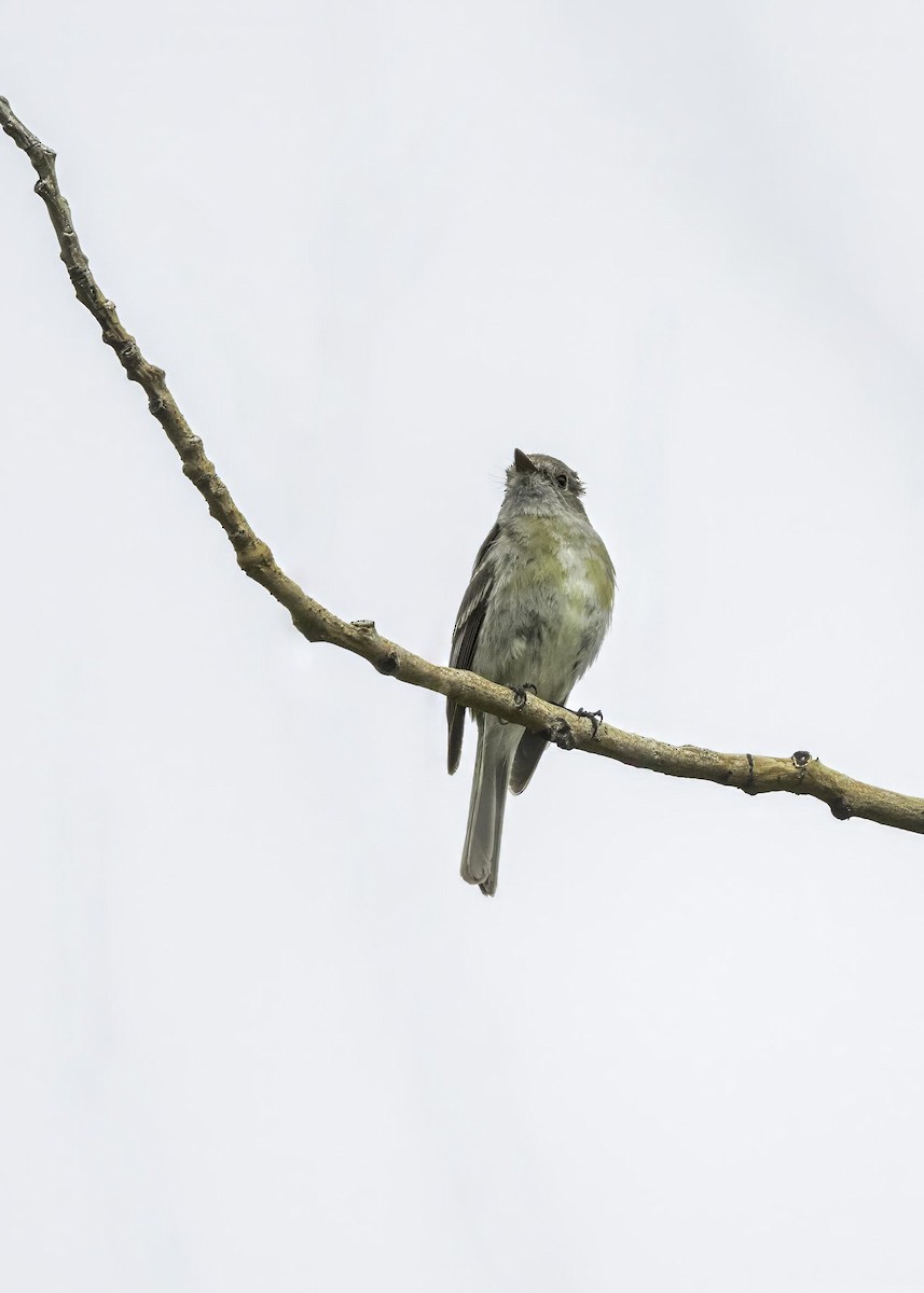 Dusky Flycatcher - ML603833951