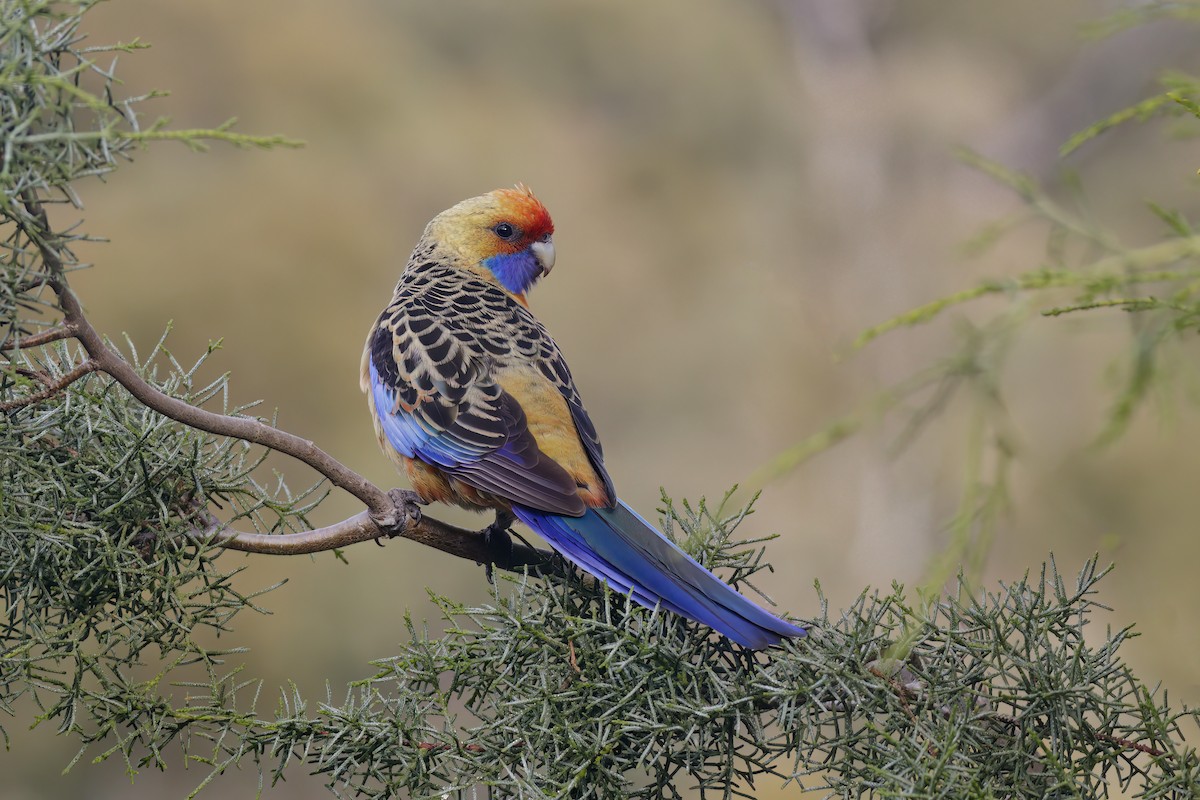 Crimson Rosella - ML603834171