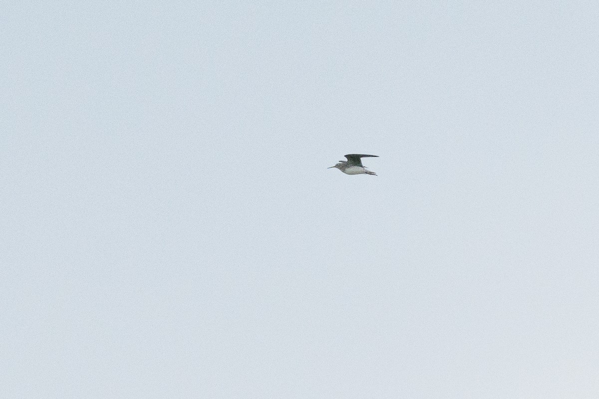 Solitary Sandpiper - ML603834331