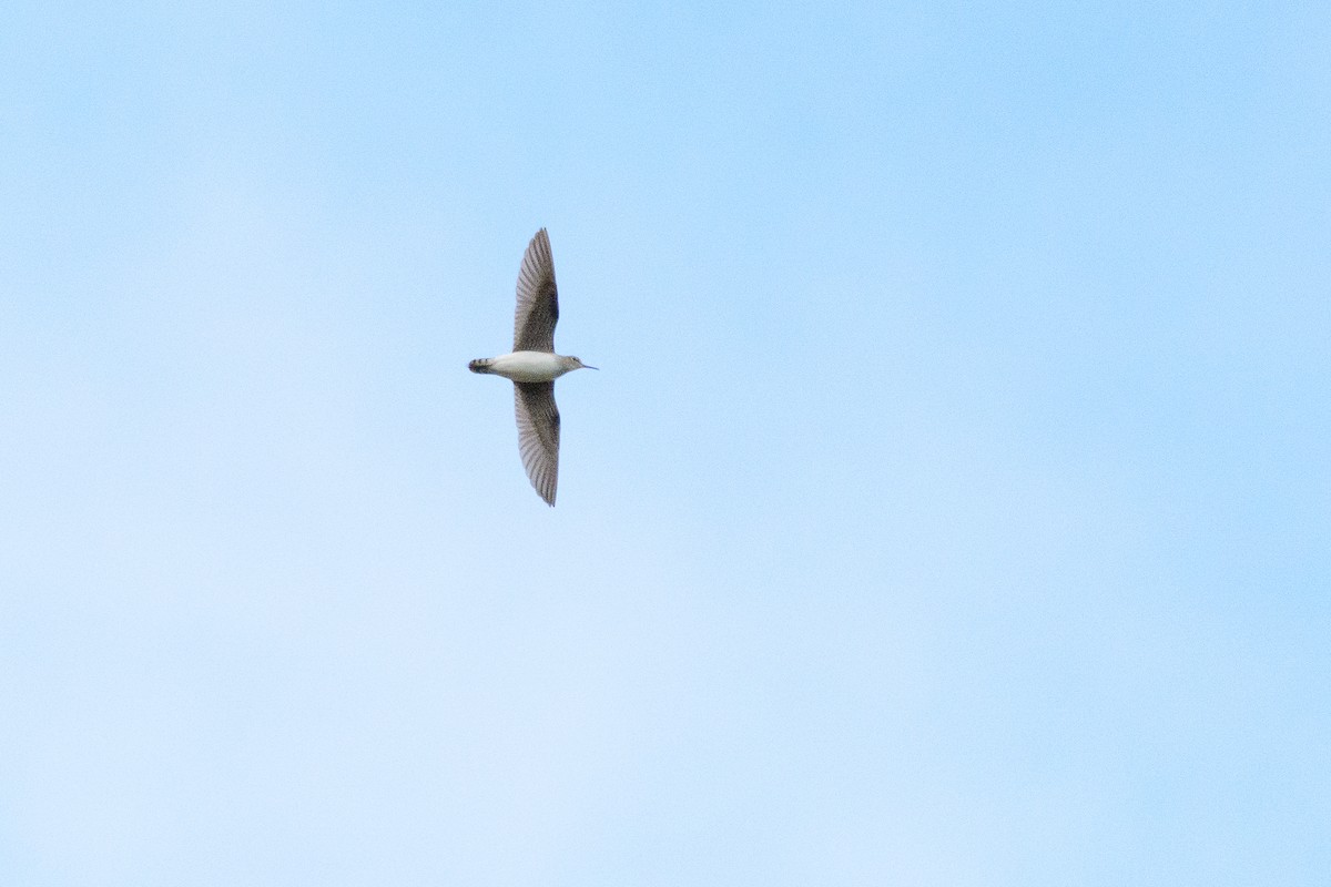 Solitary Sandpiper - ML603834361