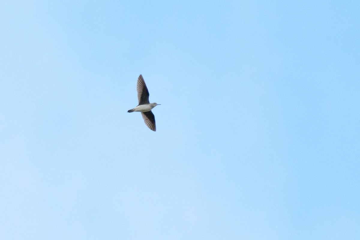 Solitary Sandpiper - ML603834371