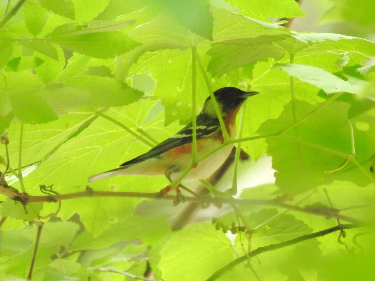 Bay-breasted Warbler - ML603834451