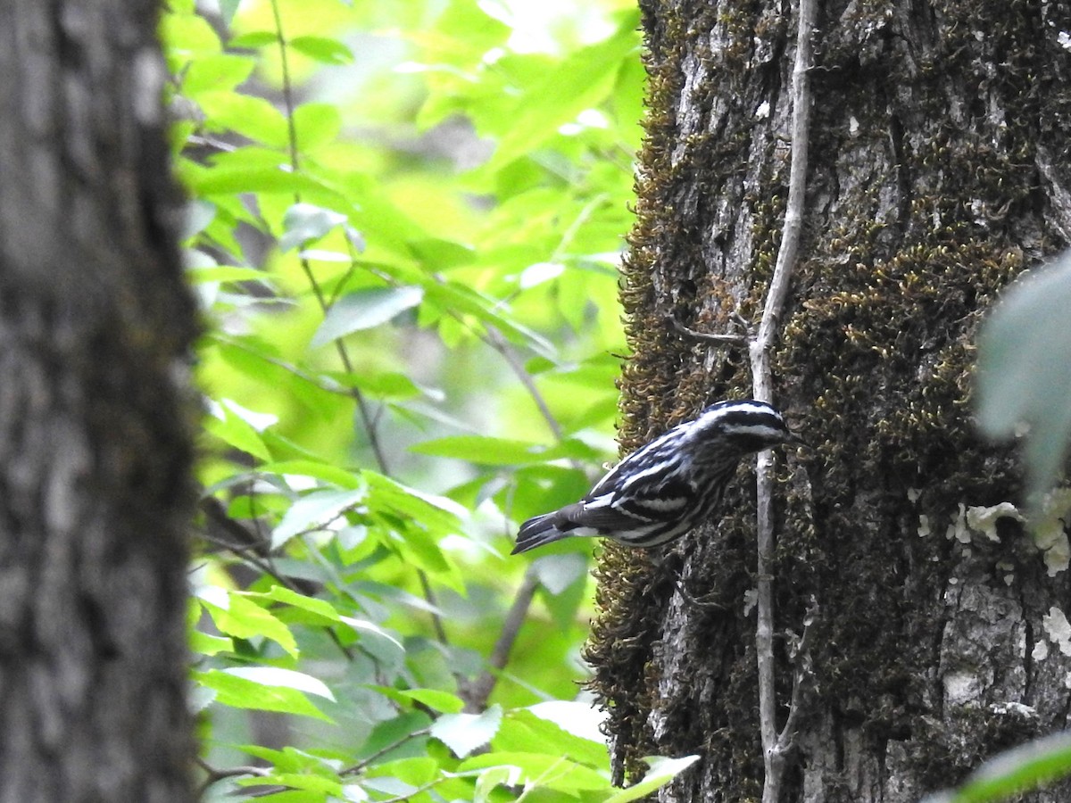 Black-and-white Warbler - ML603834821