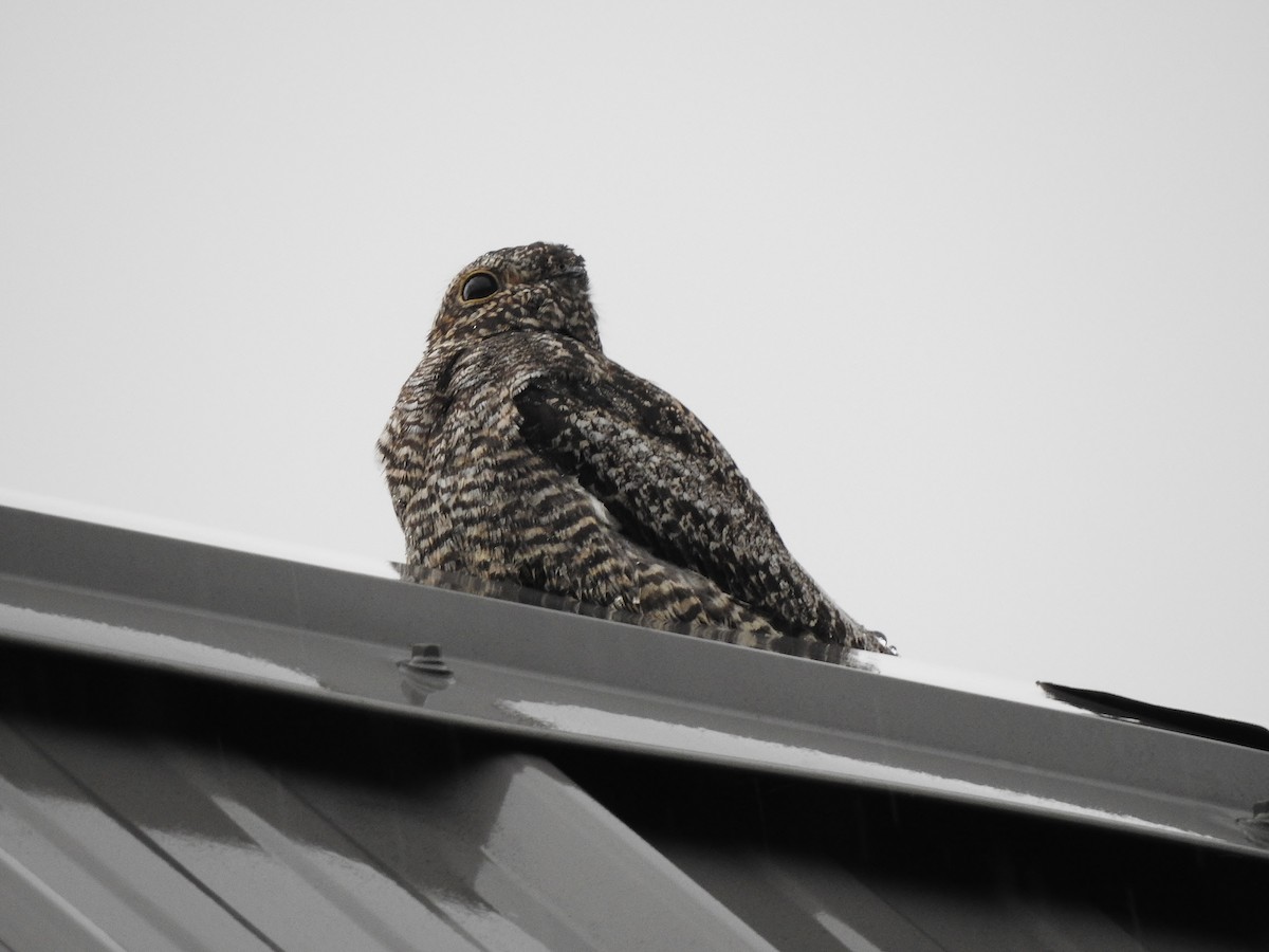 Common Nighthawk - Donna Johnston