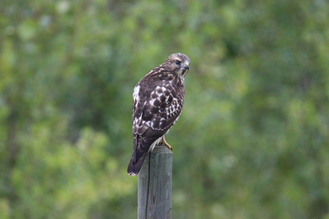 Broad-winged Hawk - ML603835051