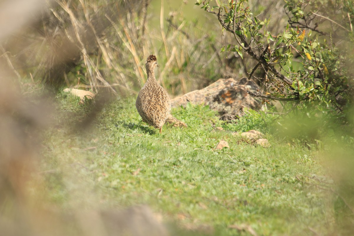 Chilean Tinamou - ML603835351