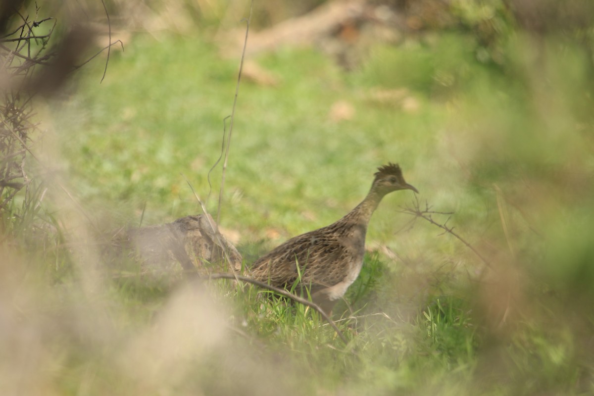 Chilean Tinamou - ML603835361