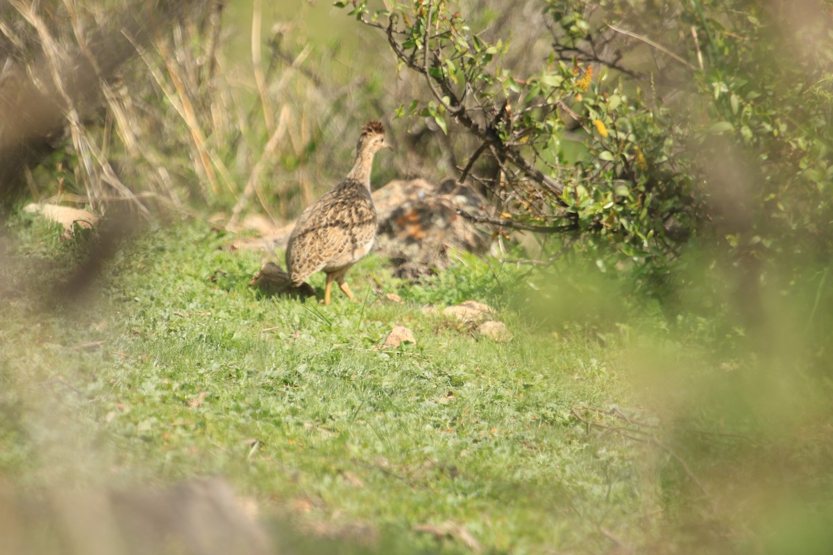 Chilean Tinamou - ML603835371