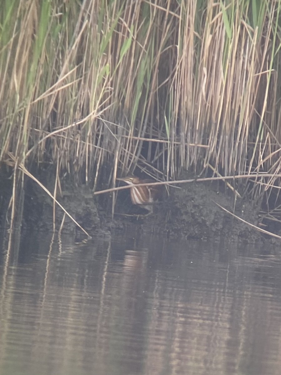 Least Bittern - ML603835771