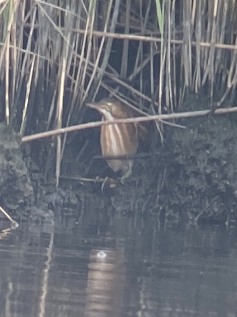 Least Bittern - ML603835781