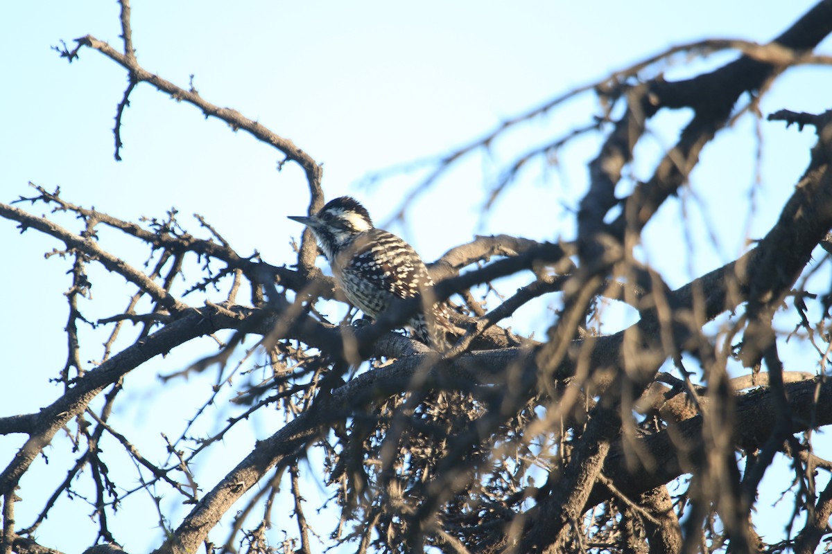 Striped Woodpecker - ML603835901