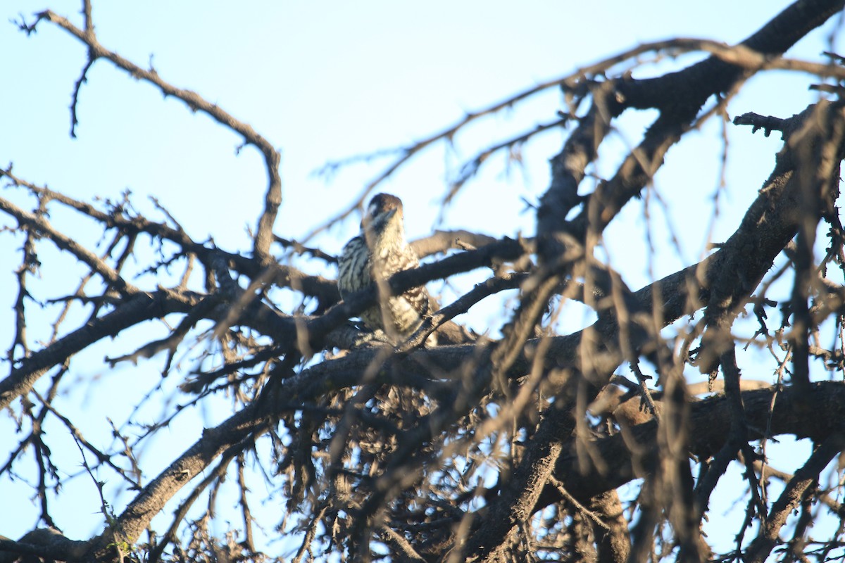 Striped Woodpecker - ML603835911