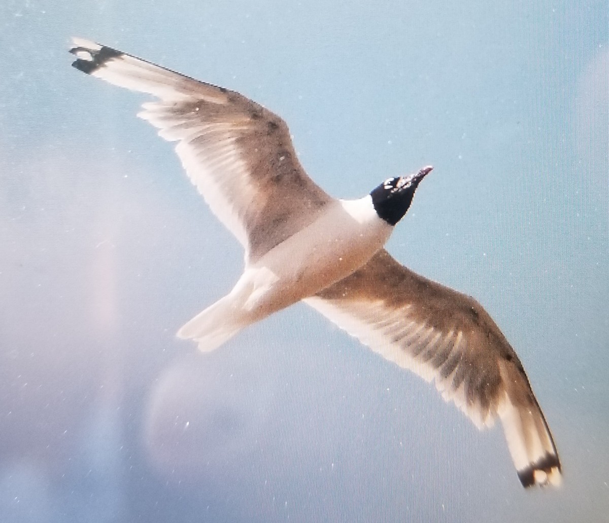 Mouette de Franklin - ML603835921