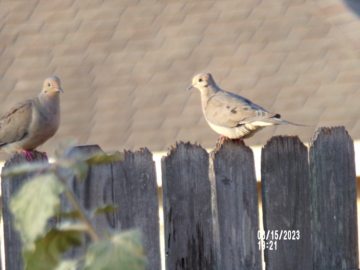 Mourning Dove - Texas Bird Family