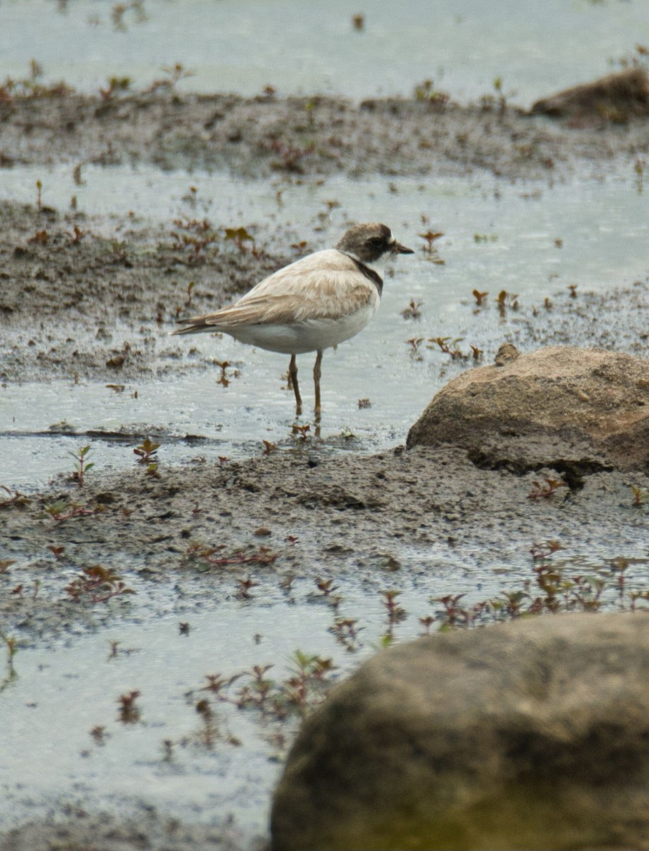 Semipalmated Plover - ML603837261