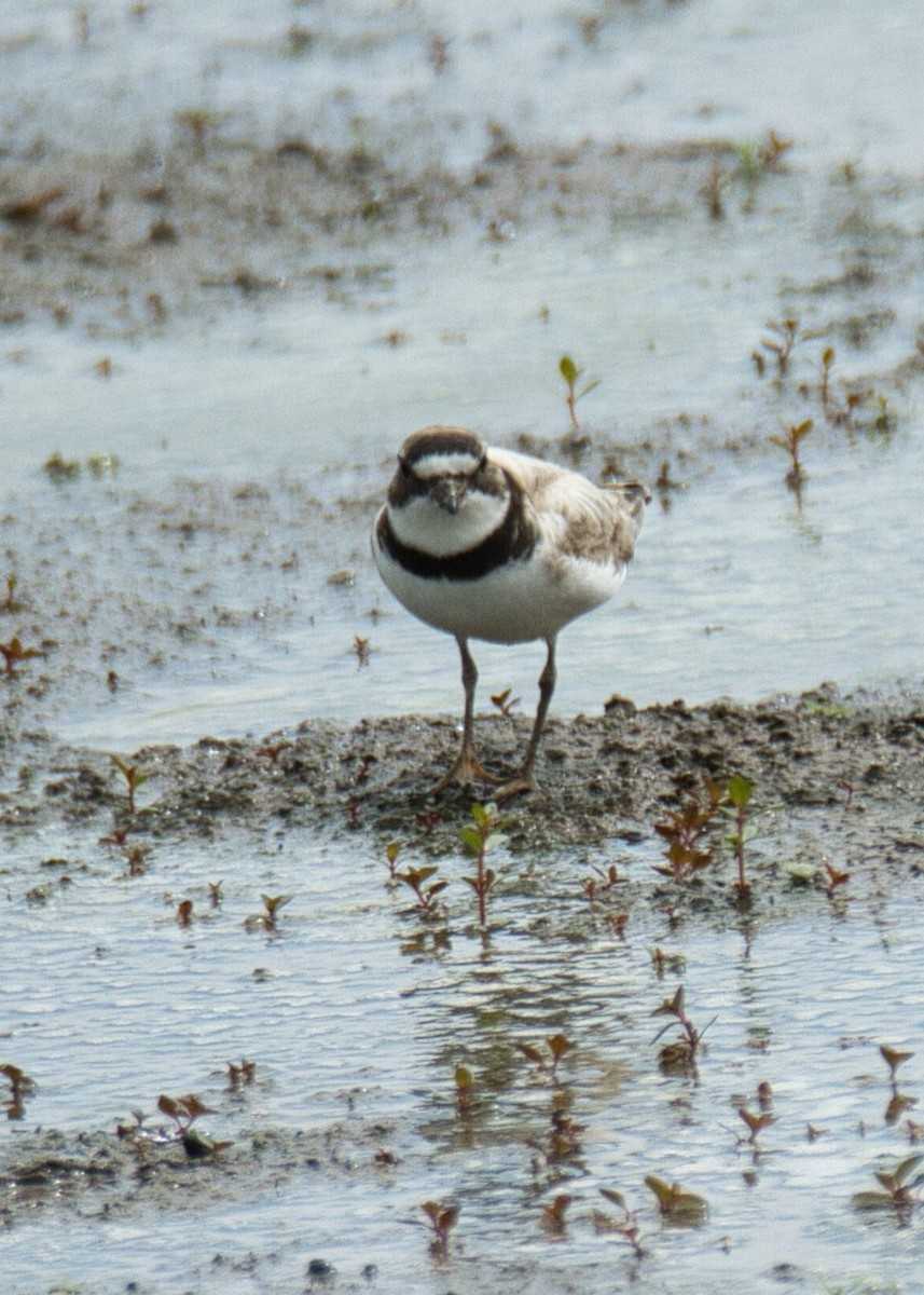 Semipalmated Plover - ML603837271