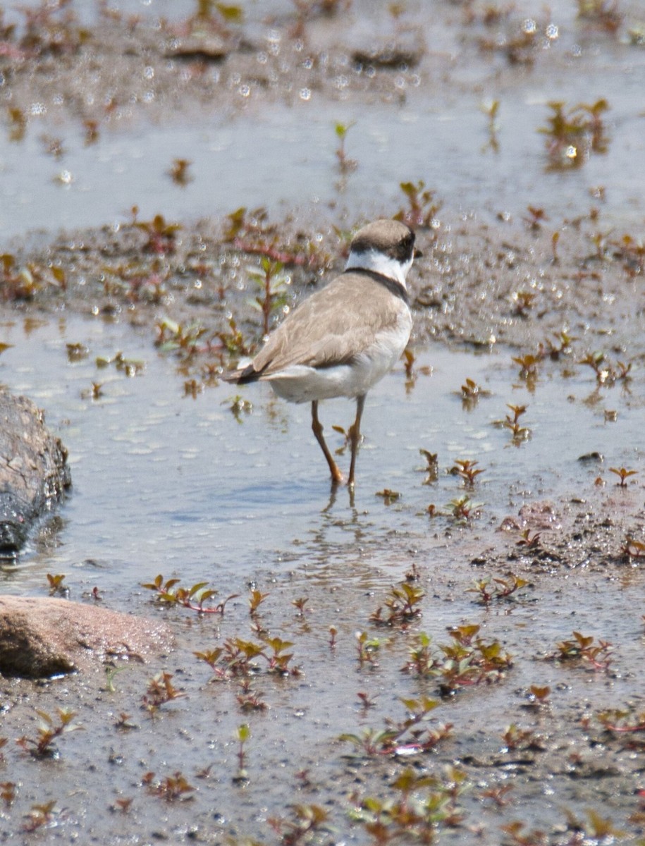 Semipalmated Plover - ML603837281