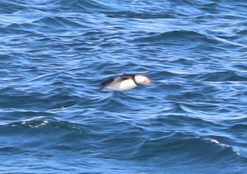 Atlantic Puffin - ML603837631