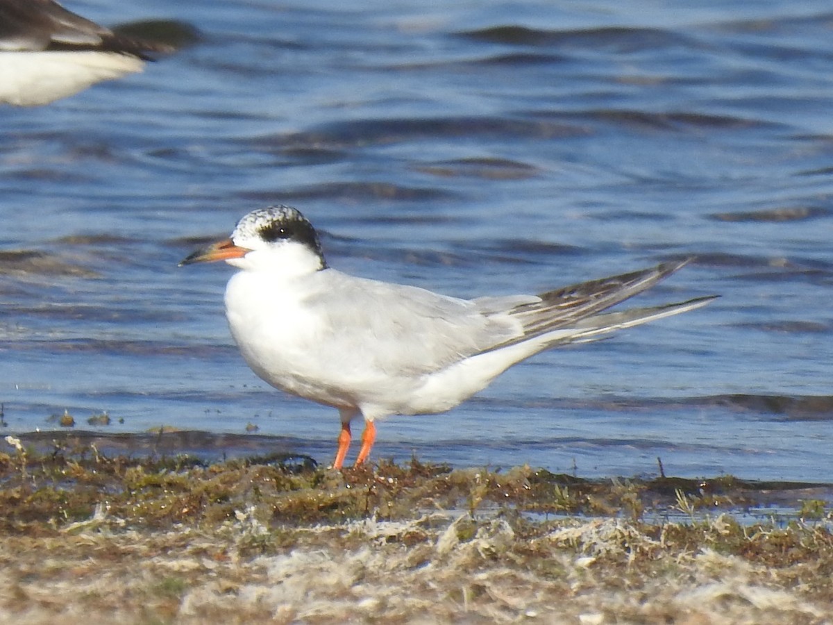 Forster's Tern - Colby & Lauren