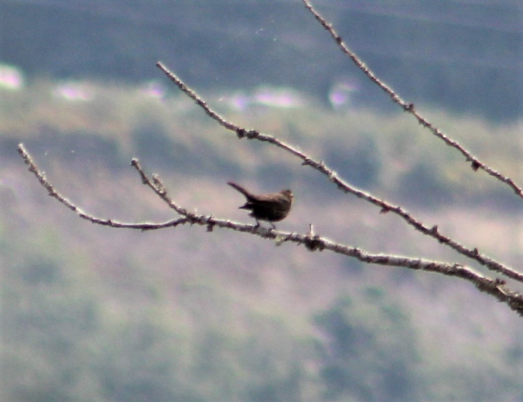 Yellow-headed Blackbird - ML603838381