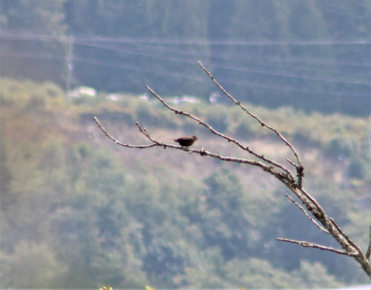 Yellow-headed Blackbird - ML603838391