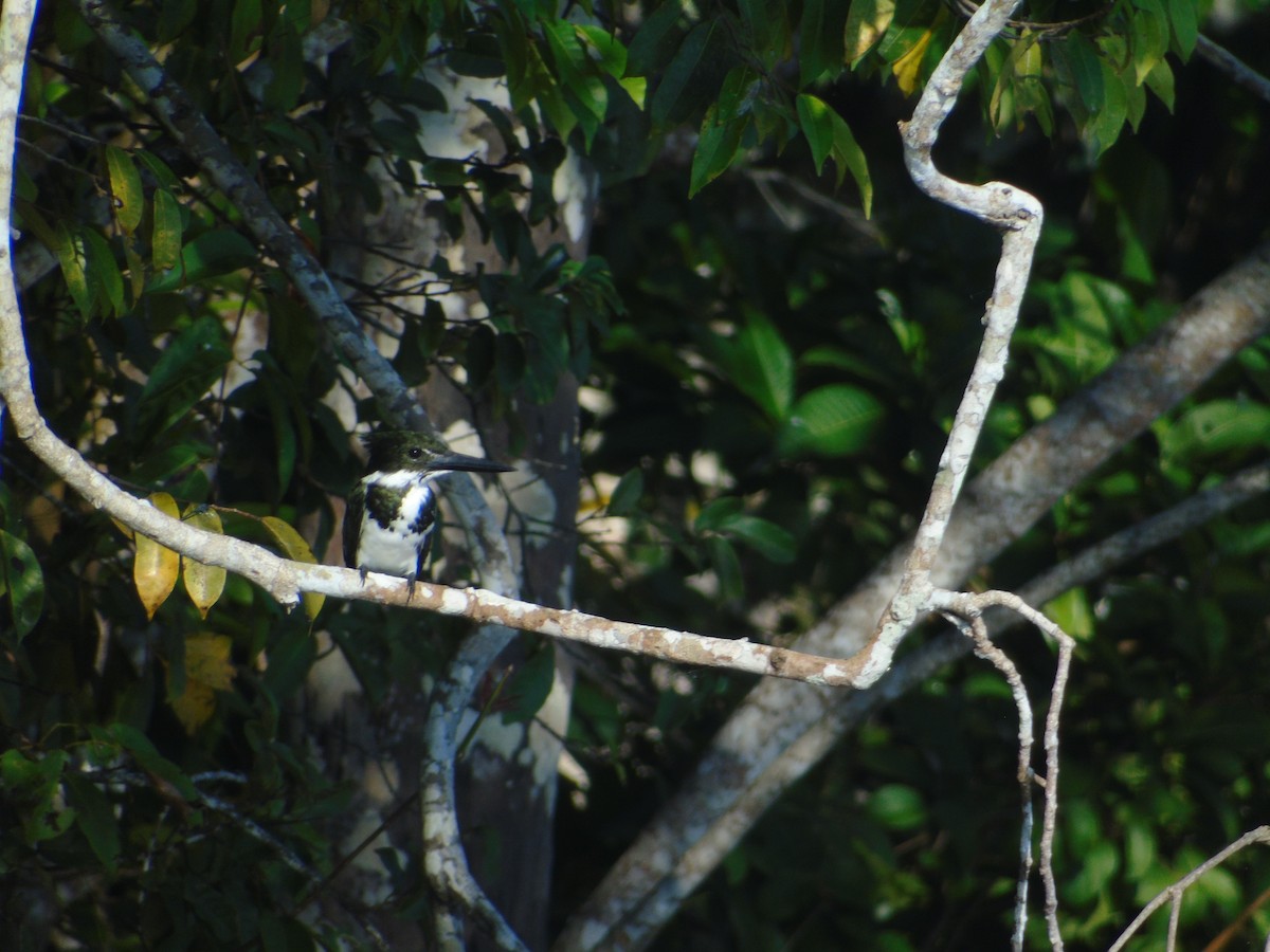 Martin-pêcheur d'Amazonie - ML603838701