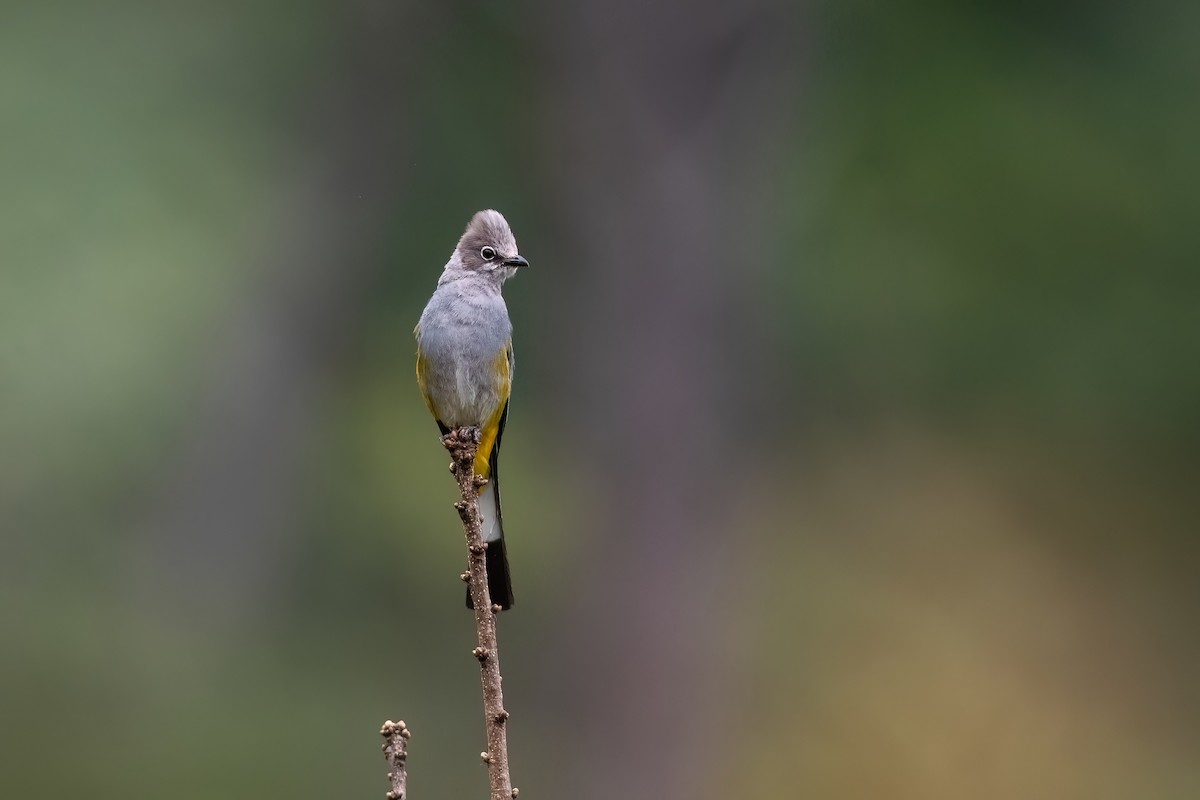 Gray Silky-flycatcher - ML603839381