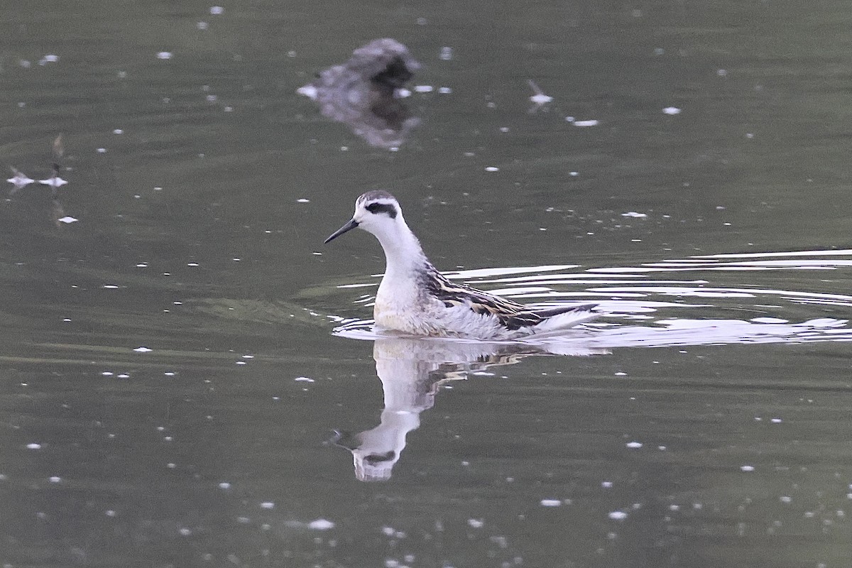 Red-necked Phalarope - Joanne Morrissey