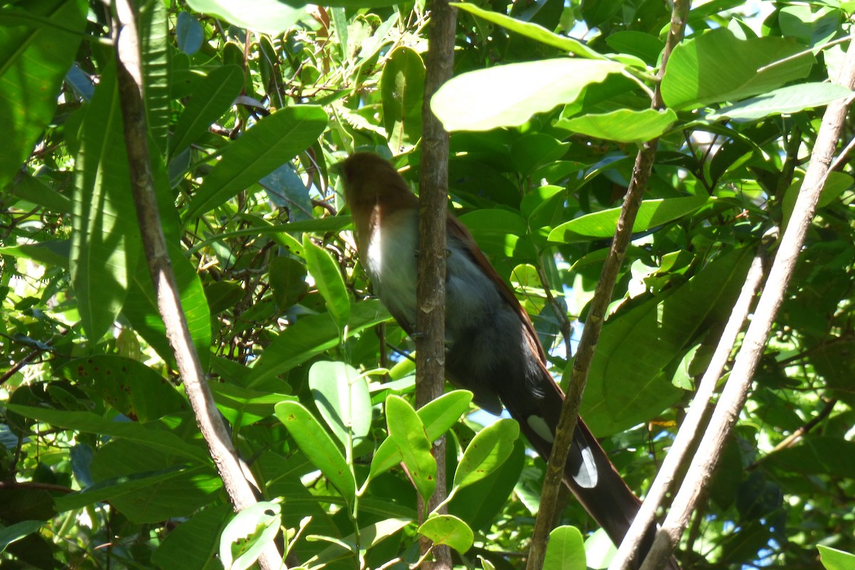 Squirrel Cuckoo - ML603842561