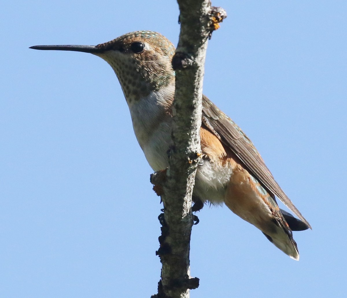 Rufous Hummingbird - ML603843591