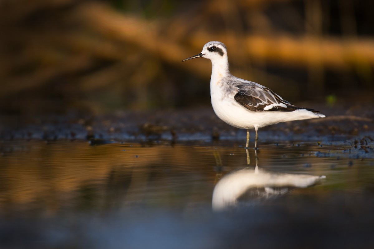 Red-necked Phalarope - Ian Hearn