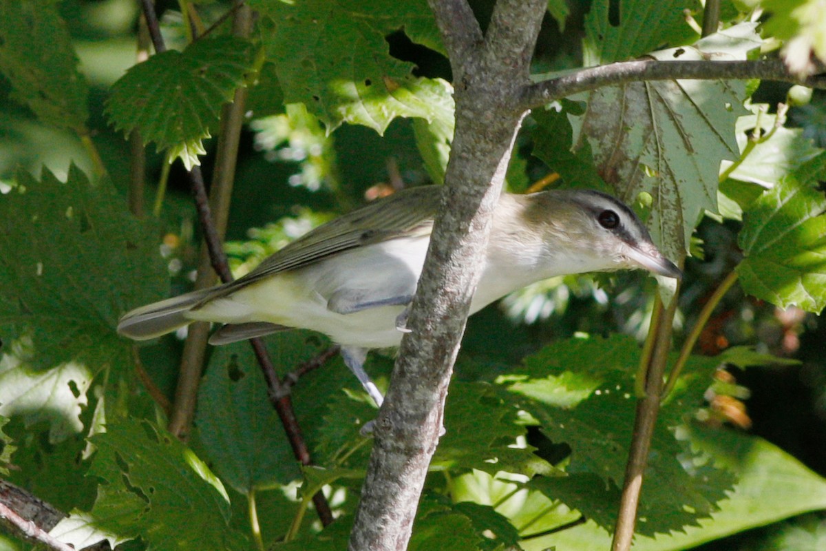 Red-eyed Vireo - Gary Jarvis