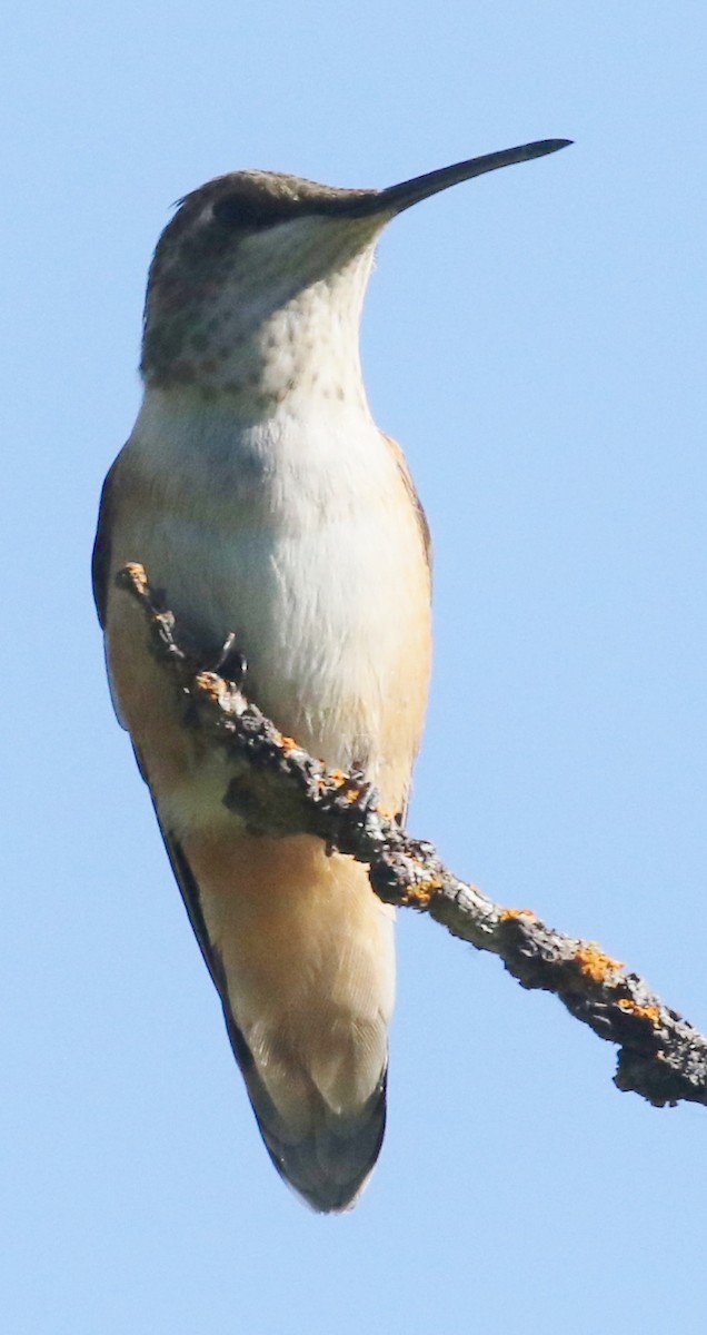 Rufous Hummingbird - ML603843851