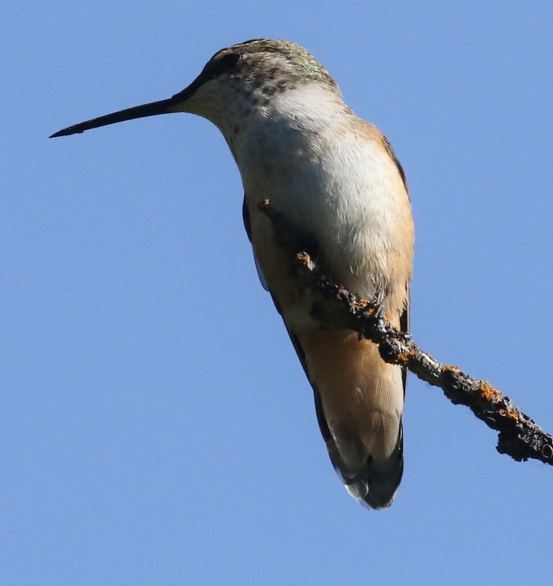 Rufous Hummingbird - ML603844231