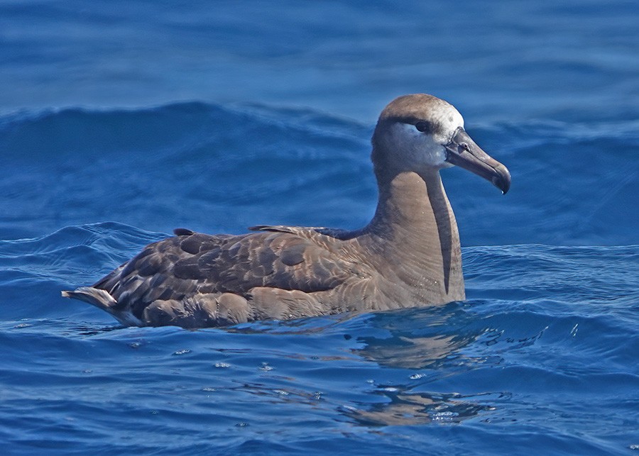 albatros černonohý - ML603844481