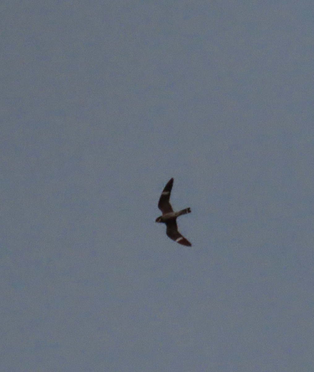 Common Nighthawk - Rhonda Langelaan