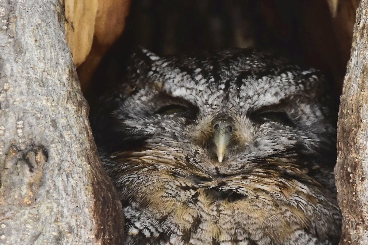 Tropical Screech-Owl - ML603844821