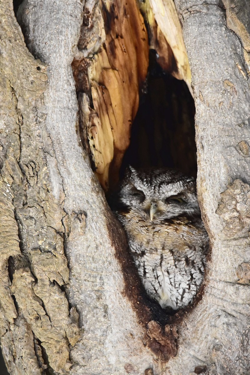 Tropical Screech-Owl - ML603844831