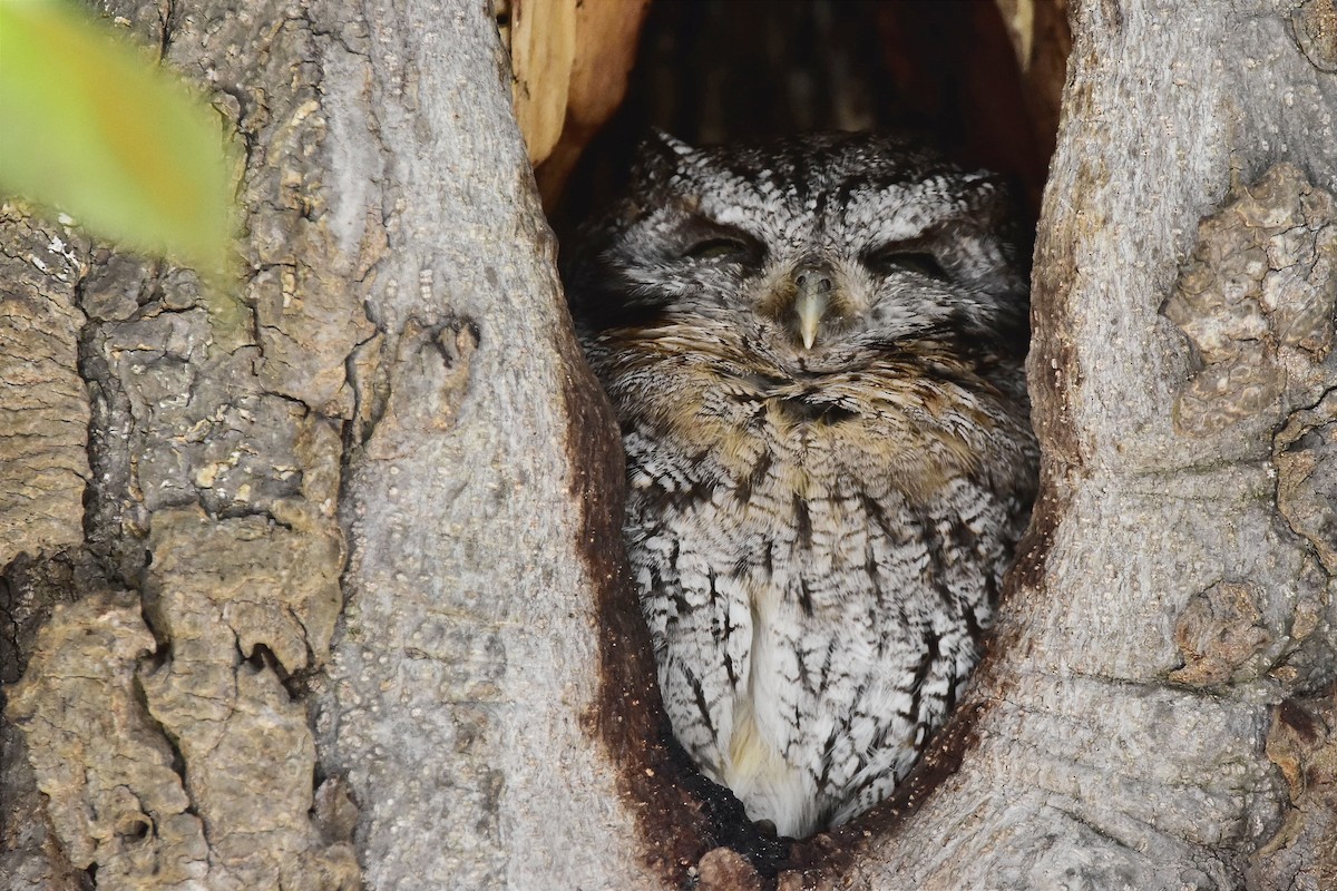 Tropical Screech-Owl - ML603844841