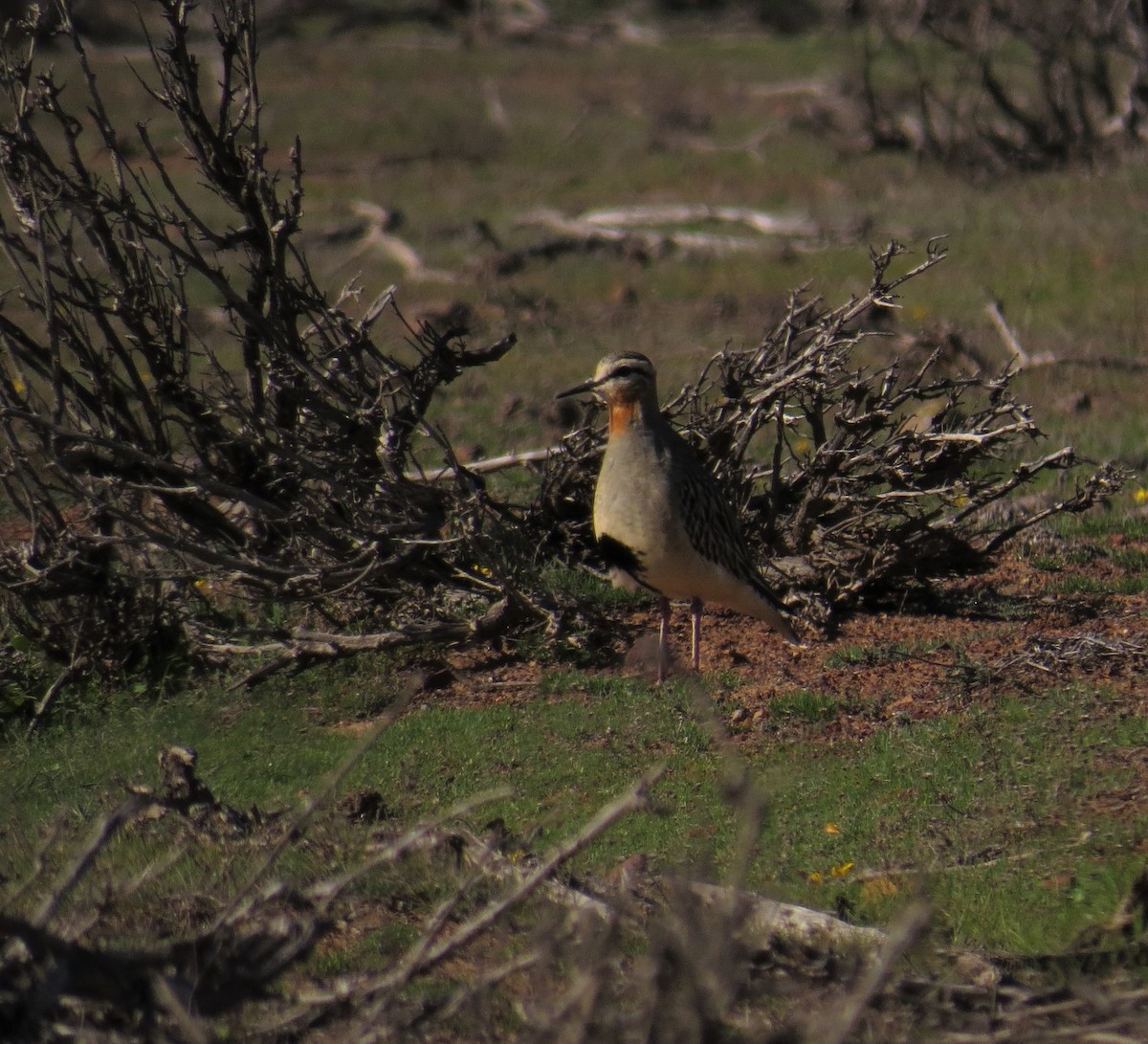 Tawny-throated Dotterel - Yohanny Olivares Barraza