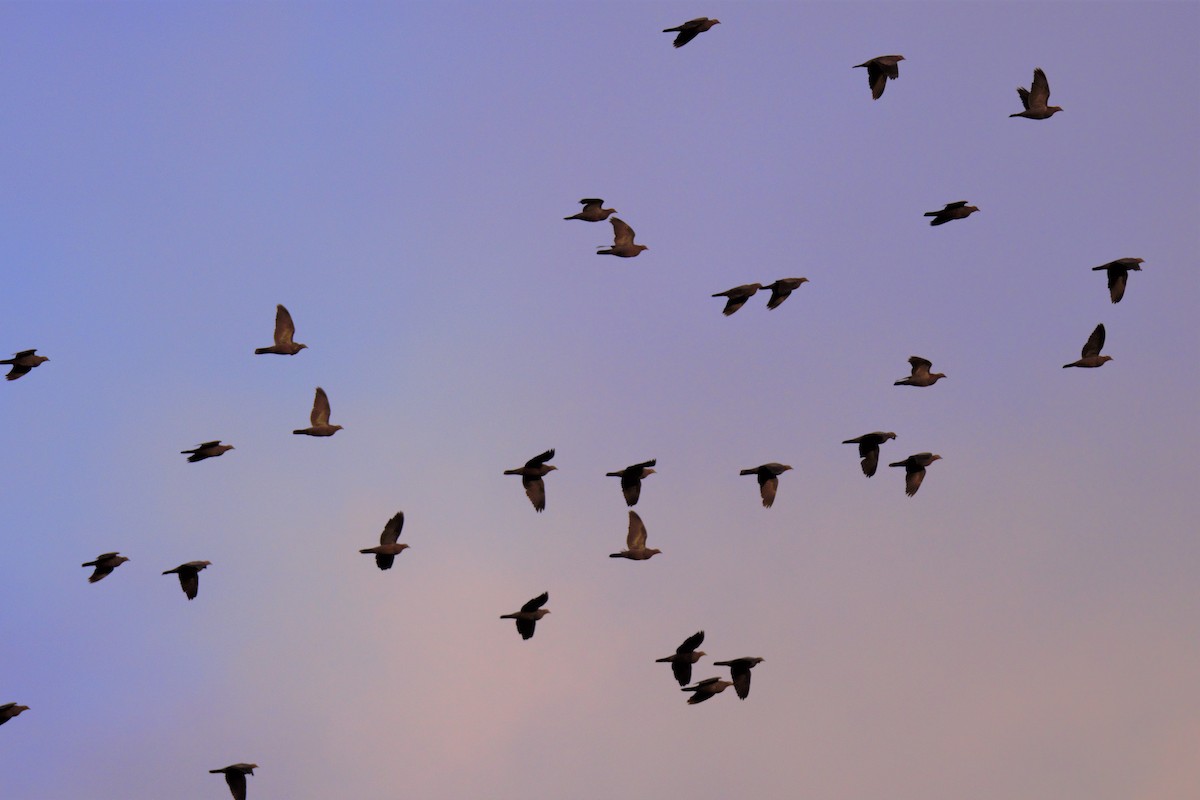 Chilean Pigeon - Laura Valdivia Dubo - REDAVES